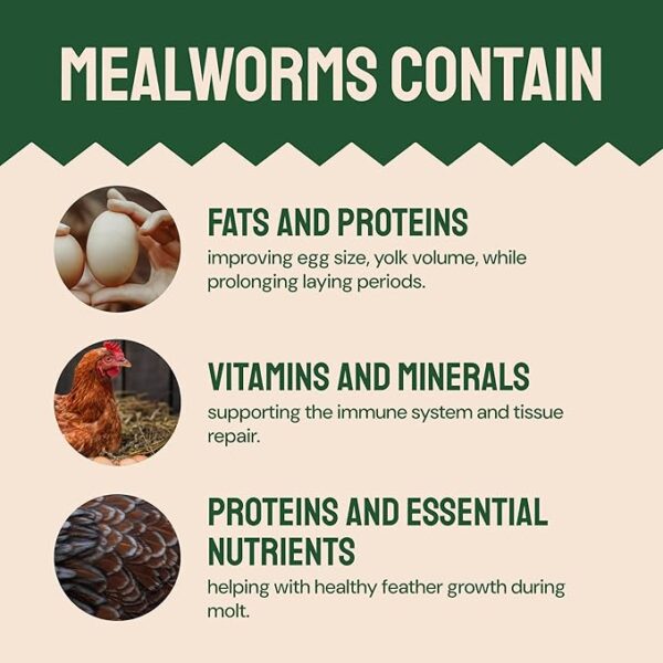 Dried Mealworms 5 lbs - Organic Non GMO Chicken Feed - High Protein Poultry Feed - Mealworms for Chickens, Wild Birds & Laying Hens - Image 2